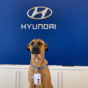perro Hyundai