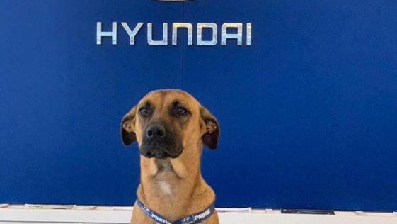 perro Hyundai