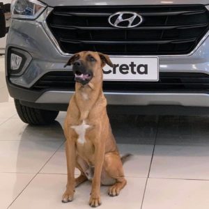 perro Hyundai 4