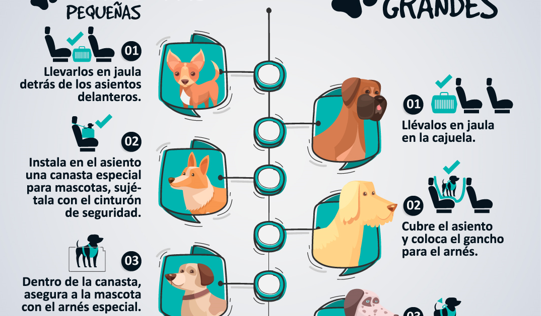 Tips para viajar con nuestra mascota de forma segura